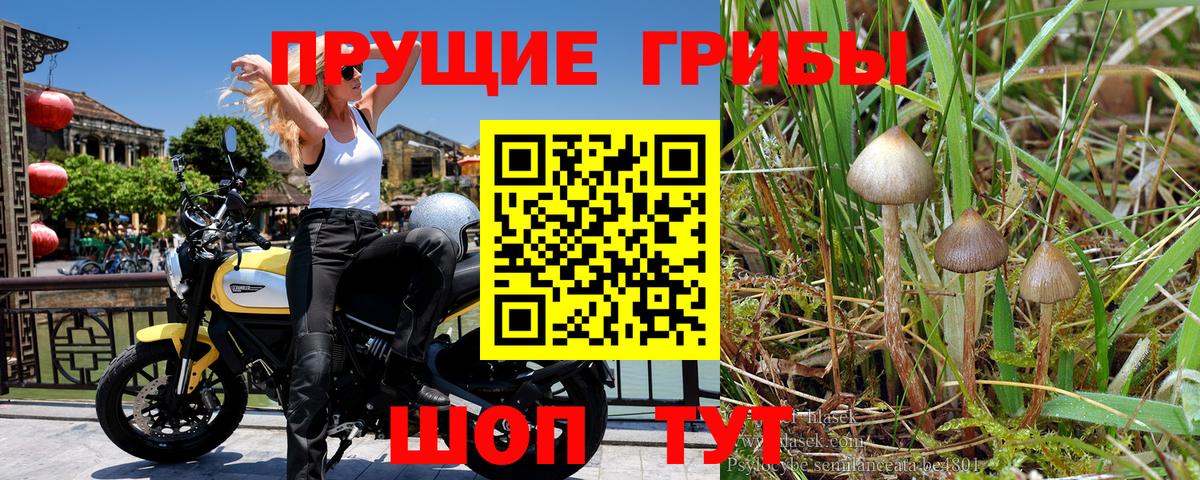 Псилоцибиновые грибы прущие грибы  Вход с VPN  Апрелевка 